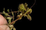 Smallfruit primrose-willow